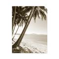 Picture of Beach Palms  _GroupedProduct_Rectangle_Portrait_Photography _GroupedProduct_Rectangle_Portrait_Unframed_Print_Only_