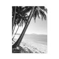 Picture of Beach Palms  _GroupedProduct_Rectangle_Portrait_Photography _GroupedProduct_Rectangle_Portrait_Unframed_Print_Only_