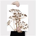 Picture of Angelica Plant _GroupedProduct_Rectangle_Portrait_Canvas_