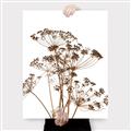 Picture of Angelica Plant _GroupedProduct_Rectangle_Portrait_Canvas_