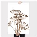 Picture of Angelica Plant _GroupedProduct_Rectangle_Portrait_Canvas_