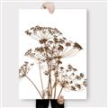 Picture of Angelica Plant _GroupedProduct_Rectangle_Portrait_Canvas_