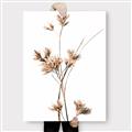 Picture of Aster Flower  _GroupedProduct_Rectangle_Portrait_Photography _GroupedProduct_Rectangle_Portrait_Canvas_