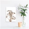 Picture of Angelica Plant _GroupedProduct_Rectangle_Portrait_Canvas_