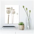 Picture of About to Bloom  _GroupedProduct_Rectangle_Portrait_Photography _GroupedProduct_Rectangle_Portrait_Unframed_Print_Only_