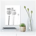 Picture of About to Bloom  _GroupedProduct_Rectangle_Portrait_Photography _GroupedProduct_Rectangle_Portrait_Unframed_Print_Only_