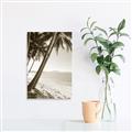 Picture of Beach Palms  _GroupedProduct_Rectangle_Portrait_Photography _GroupedProduct_Rectangle_Portrait_Unframed_Print_Only_