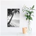 Picture of Beach Palms  _GroupedProduct_Rectangle_Portrait_Photography _GroupedProduct_Rectangle_Portrait_Unframed_Print_Only_