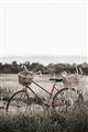 Picture of Bicycle Basket _GroupedProduct_Rectangle_Portrait_Photography _GroupedProduct_Rectangle_Portrait_Unframed_Print_Only_