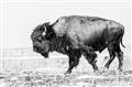 Picture of Buffalo March _GroupedProduct_Rectangle_Landscape_Photography _GroupedProduct_Rectangle_Landscape_Unframed_Print_Only_