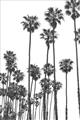 Picture of California Palms _GroupedProduct_Rectangle_Portrait_Photography _GroupedProduct_Rectangle_Portrait_Unframed_Print_Only_