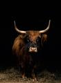 Picture of Dixie, the Bull II _GroupedProduct_Rectangle_Portrait_Photography _GroupedProduct_Rectangle_Portrait_Unframed_Print_Only_