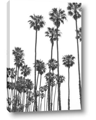 Picture of California Palms