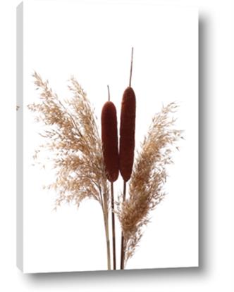 Picture of Cattails