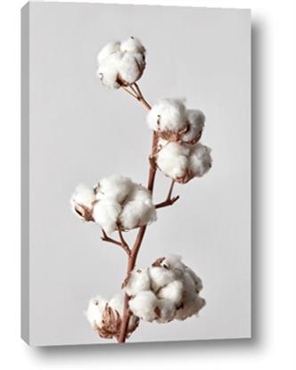 Picture of Cotton