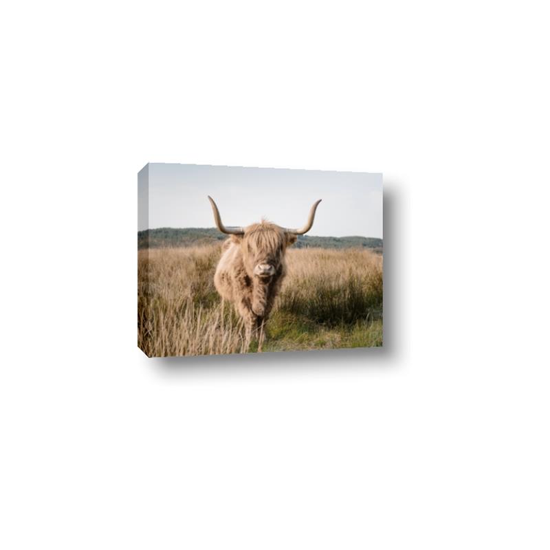 Picture of Beautiful Cow, Bella  _GroupedProduct_Rectangle_Landscape_Photography _GroupedProduct_Rectangle_Landscape_Canvas_