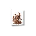 Picture of Brown Fall  _GroupedProduct_Rectangle_Portrait_Photography _GroupedProduct_Rectangle_Portrait_Canvas_
