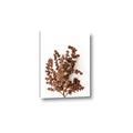 Picture of Brown Fall  _GroupedProduct_Rectangle_Portrait_Photography _GroupedProduct_Rectangle_Portrait_Canvas_