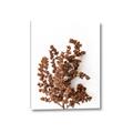 Picture of Brown Fall  _GroupedProduct_Rectangle_Portrait_Photography _GroupedProduct_Rectangle_Portrait_Canvas_