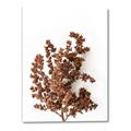 Picture of Brown Fall  _GroupedProduct_Rectangle_Portrait_Photography _GroupedProduct_Rectangle_Portrait_Canvas_