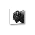 Picture of Buffalo Head _GroupedProduct_Square_Photography _GroupedProduct_Square_Canvas_
