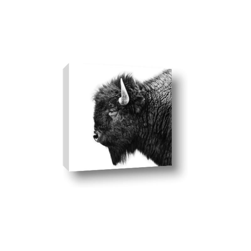 Picture of Buffalo Head _GroupedProduct_Square_Photography _GroupedProduct_Square_Canvas_