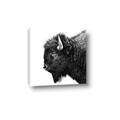 Picture of Buffalo Head _GroupedProduct_Square_Photography _GroupedProduct_Square_Canvas_