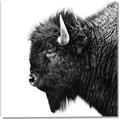 Picture of Buffalo Head _GroupedProduct_Square_Photography _GroupedProduct_Square_Canvas_
