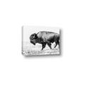 Picture of Buffalo March _GroupedProduct_Rectangle_Landscape_Photography _GroupedProduct_Rectangle_Landscape_Canvas_