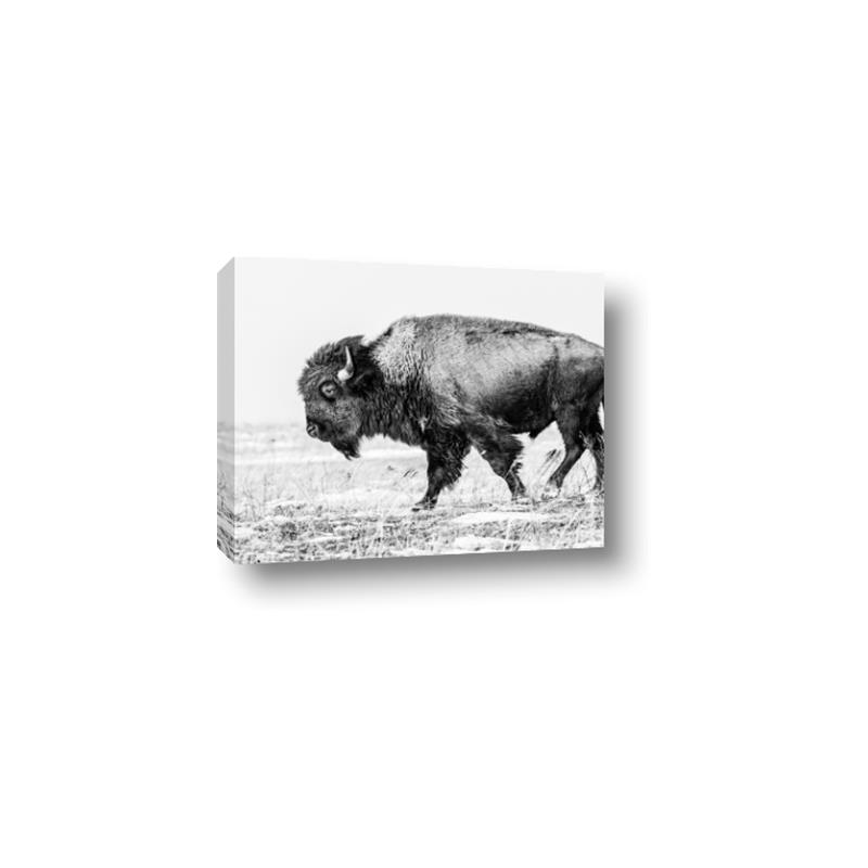 Picture of Buffalo March _GroupedProduct_Rectangle_Landscape_Photography _GroupedProduct_Rectangle_Landscape_Canvas_