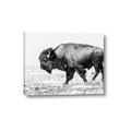 Picture of Buffalo March _GroupedProduct_Rectangle_Landscape_Photography _GroupedProduct_Rectangle_Landscape_Canvas_
