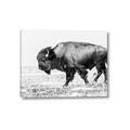 Picture of Buffalo March _GroupedProduct_Rectangle_Landscape_Photography _GroupedProduct_Rectangle_Landscape_Canvas_