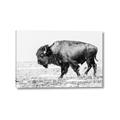 Picture of Buffalo March _GroupedProduct_Rectangle_Landscape_Photography _GroupedProduct_Rectangle_Landscape_Canvas_