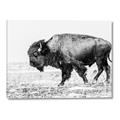 Picture of Buffalo March _GroupedProduct_Rectangle_Landscape_Photography _GroupedProduct_Rectangle_Landscape_Canvas_