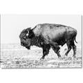 Picture of Buffalo March _GroupedProduct_Rectangle_Landscape_Photography _GroupedProduct_Rectangle_Landscape_Canvas_
