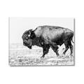 Picture of Buffalo March _GroupedProduct_Rectangle_Landscape_Photography _GroupedProduct_Rectangle_Landscape_Canvas_