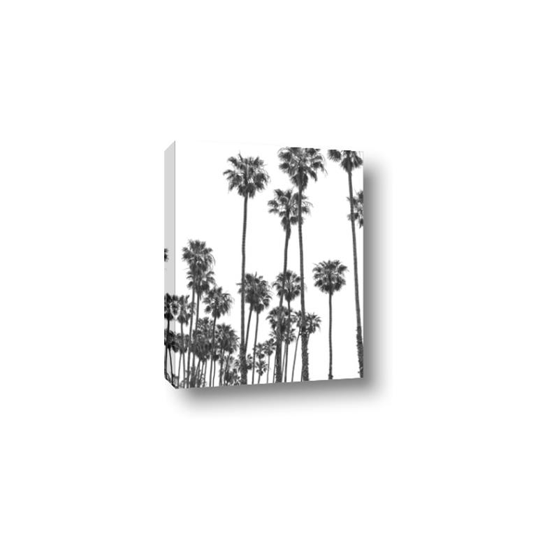 Picture of California Palms _GroupedProduct_Rectangle_Portrait_Photography _GroupedProduct_Rectangle_Portrait_Canvas_