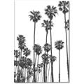 Picture of California Palms _GroupedProduct_Rectangle_Portrait_Photography _GroupedProduct_Rectangle_Portrait_Canvas_