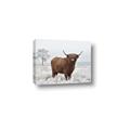 Picture of Cookie, the Cow  _GroupedProduct_Rectangle_Landscape_Photography _GroupedProduct_Rectangle_Landscape_Canvas_