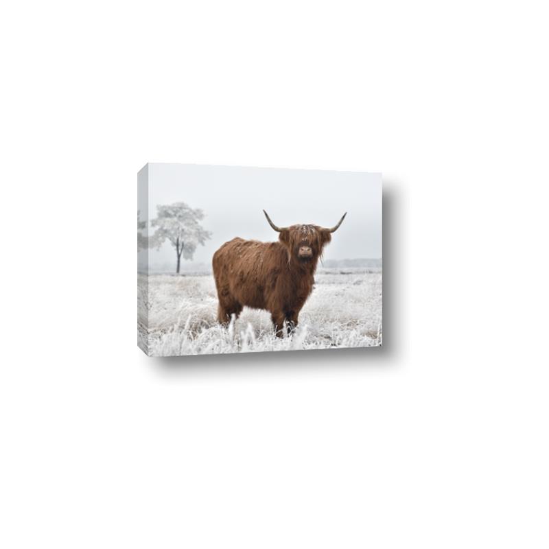 Picture of Cookie, the Cow  _GroupedProduct_Rectangle_Landscape_Photography _GroupedProduct_Rectangle_Landscape_Canvas_