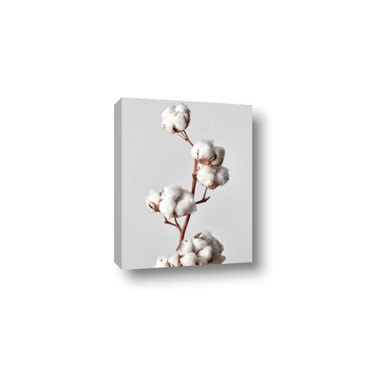 Picture of Cotton _GroupedProduct_Rectangle_Portrait_Photography _GroupedProduct_Rectangle_Portrait_Canvas_