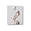 Picture of Cotton _GroupedProduct_Rectangle_Portrait_Photography _GroupedProduct_Rectangle_Portrait_Canvas_