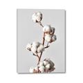 Picture of Cotton _GroupedProduct_Rectangle_Portrait_Photography _GroupedProduct_Rectangle_Portrait_Canvas_