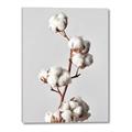 Picture of Cotton _GroupedProduct_Rectangle_Portrait_Photography _GroupedProduct_Rectangle_Portrait_Canvas_