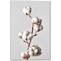 Picture of Cotton _GroupedProduct_Rectangle_Portrait_Photography _GroupedProduct_Rectangle_Portrait_Canvas_