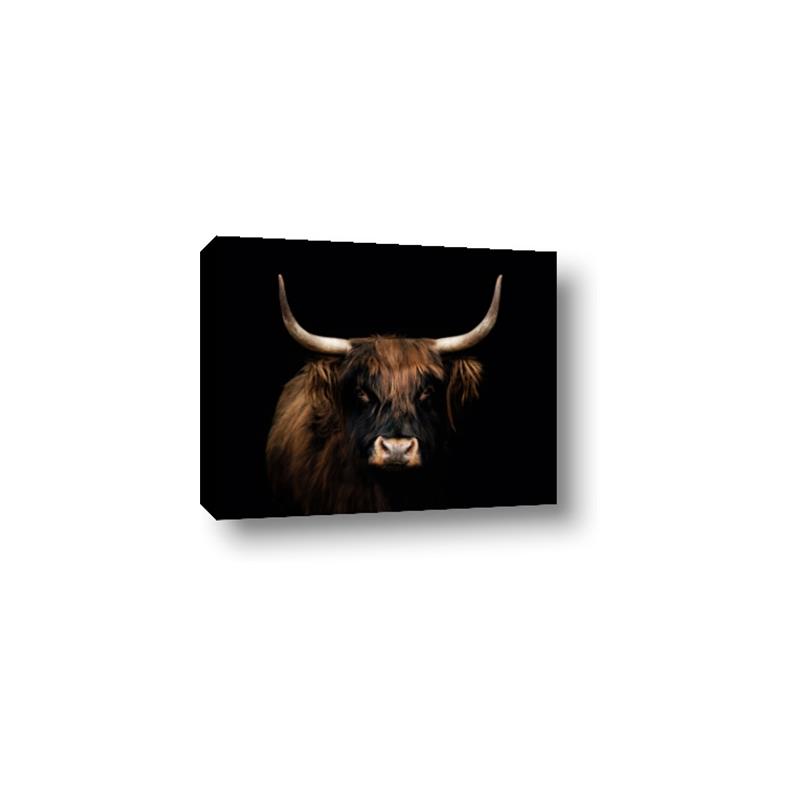 Picture of Dixie, the Bull   _GroupedProduct_Rectangle_Landscape_Photography _GroupedProduct_Rectangle_Landscape_Canvas_