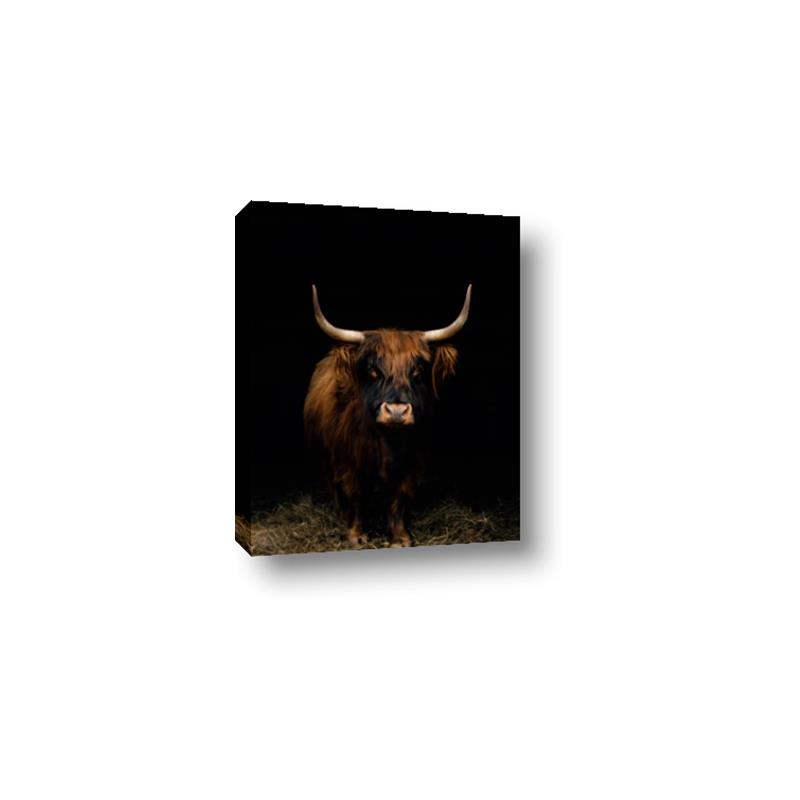 Picture of Dixie, the Bull II _GroupedProduct_Rectangle_Portrait_Photography _GroupedProduct_Rectangle_Portrait_Canvas_