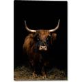 Picture of Dixie, the Bull II _GroupedProduct_Rectangle_Portrait_Photography _GroupedProduct_Rectangle_Portrait_Canvas_