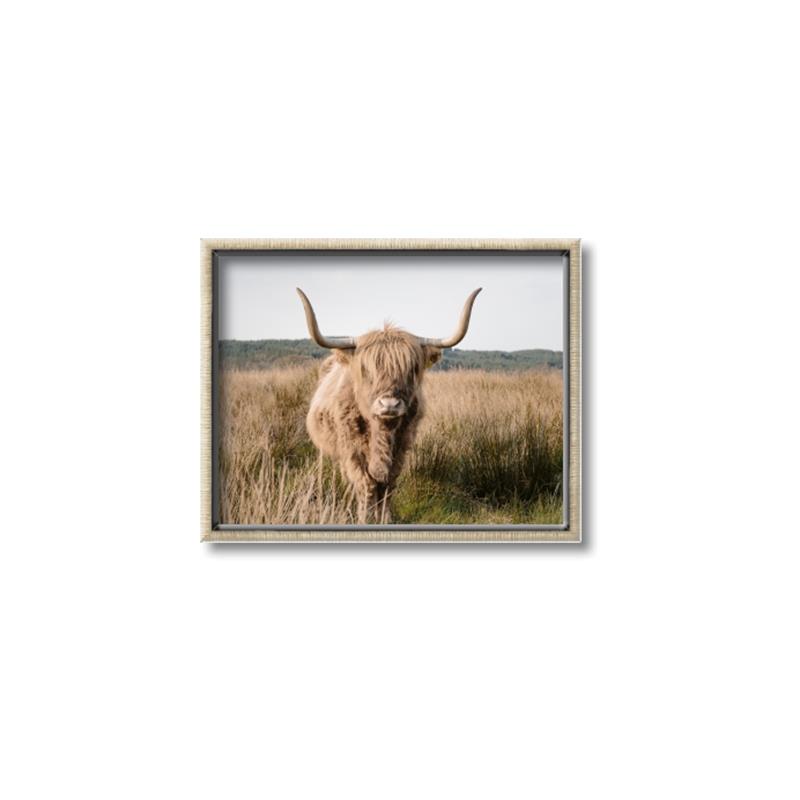 Picture of Beautiful Cow, Bella  _GroupedProduct_Rectangle_Landscape_Photography _GroupedProduct_Rectangle_Landscape_Canvas_Framed_