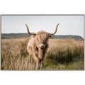 Picture of Beautiful Cow, Bella  _GroupedProduct_Rectangle_Landscape_Photography _GroupedProduct_Rectangle_Landscape_Canvas_Framed_